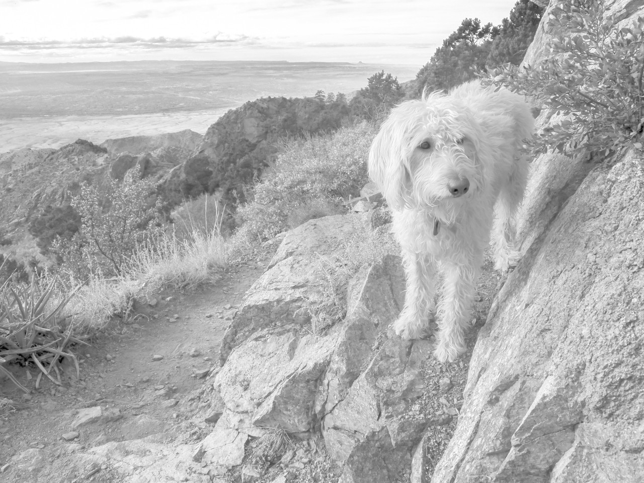 Hund Monty ist todkrank – sein Herrchen bringt ihn in die Berge. (Symbolbild)