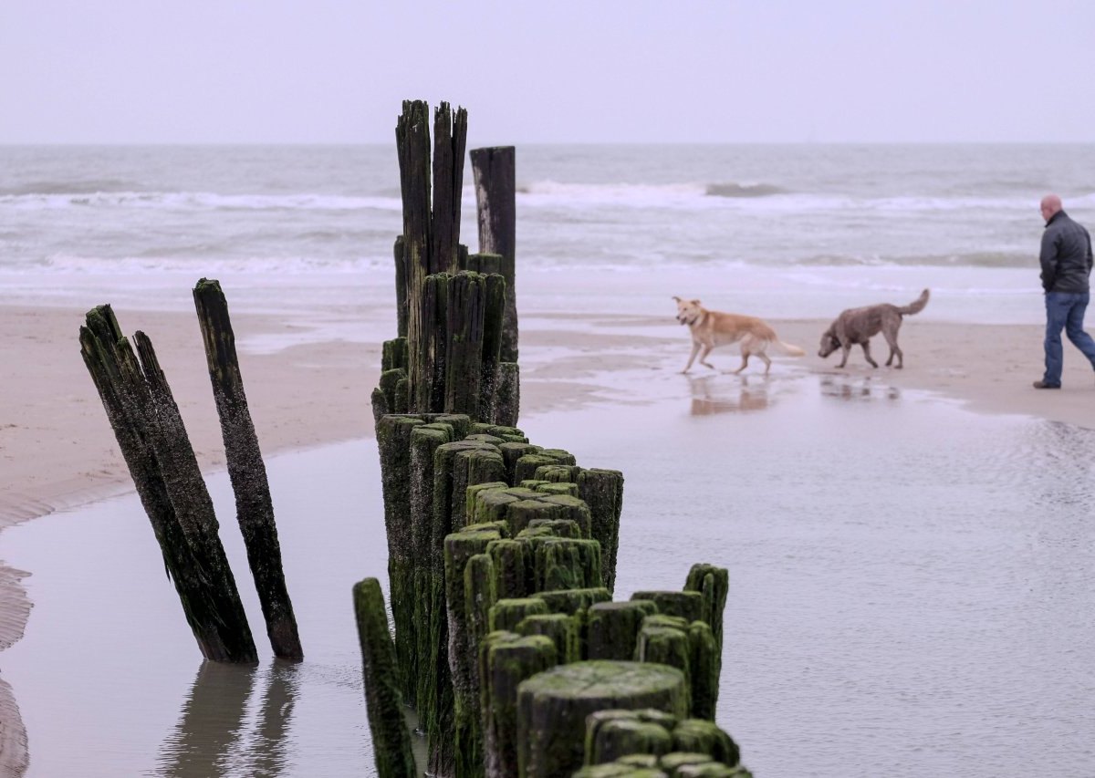 urlaub an der nordsee-hundjpg.jpg