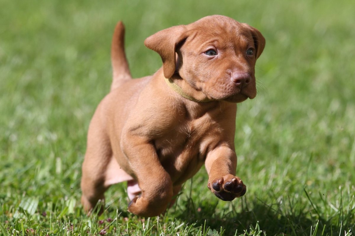 vizsla