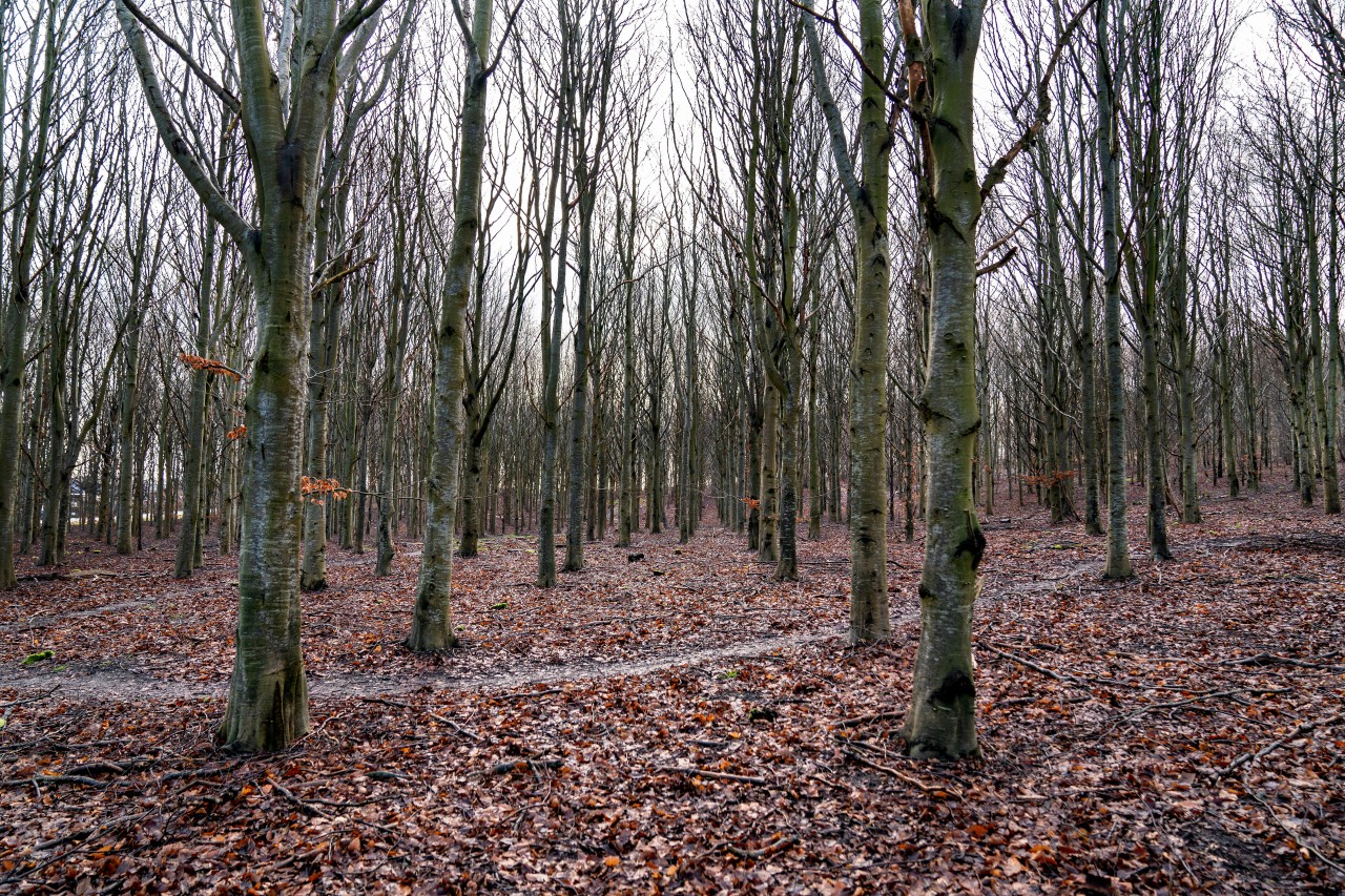 In einem Wald im dänischen Jütland wurde eine Frau plötzlich von einem Wolf überrascht. (Archivbild)