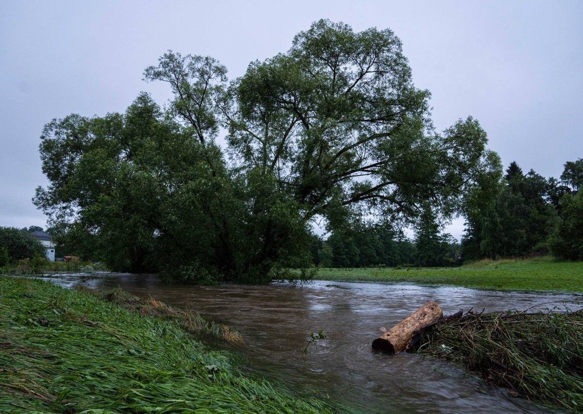 wetter baum.jpg