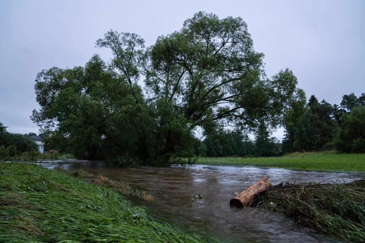 wetter baum.jpg