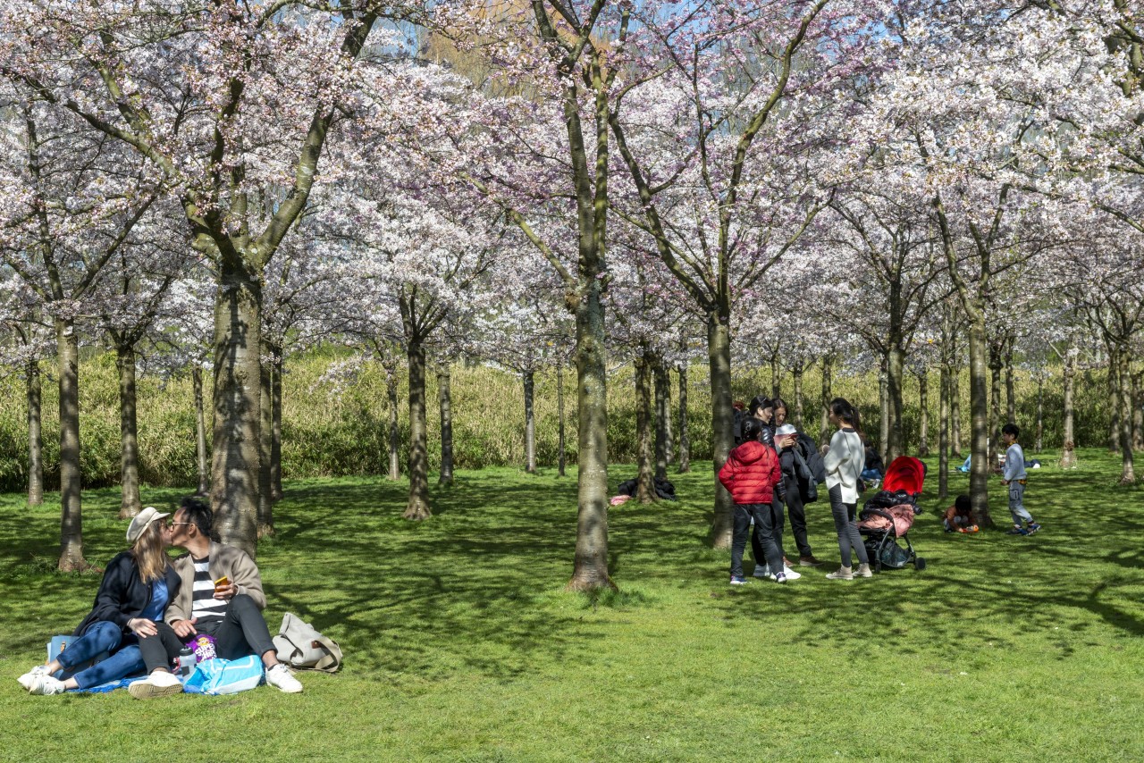 Picknick im Park? Das Wetter in Deutschland könnte bald die richtigen Temperaturen dafür mitbringen. (Symbolbild)