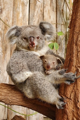 Zoo Duisburg: Koala Yiribana und sein Jungtier.