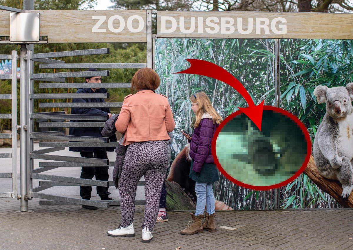 zoo duisburg collage.jpg