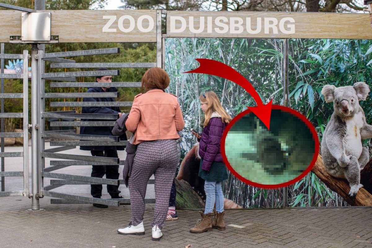 zoo duisburg collage.jpg