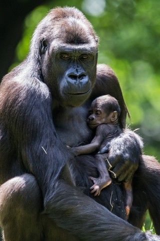 Zoo Duisburg: Safiri, hier 2016 mit ihrem Gorillajungen, verstarb überraschend.