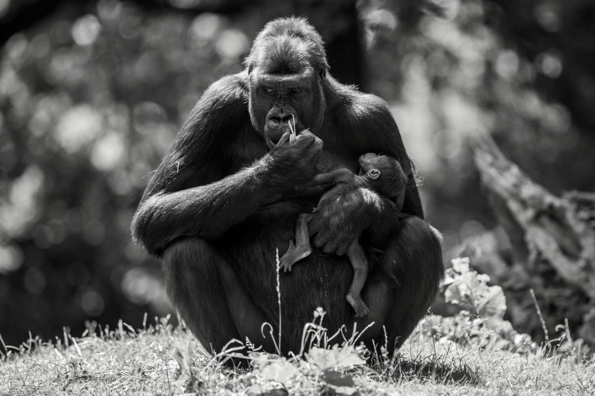 zoo-duisburg-safiri.jpg