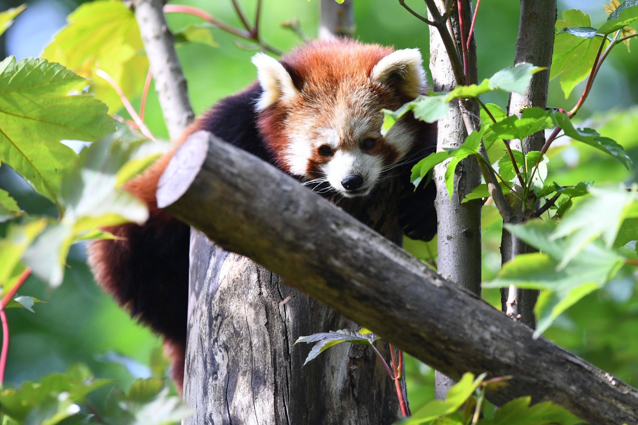 Ein Kleiner Panda in der Zoom Erlebniswelt Gelsenkirchen. 