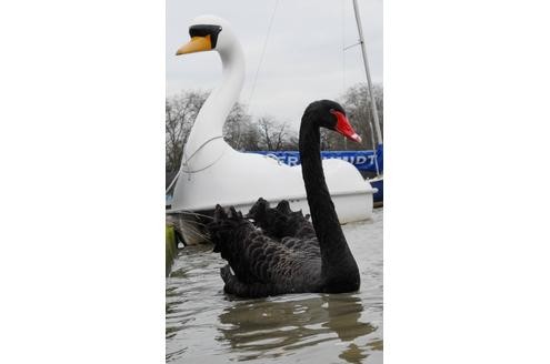 ... lachte sich Petra aus Münster an. Sei rückte zwei Jahre lang nicht von ihrem Herzblatt ab: einem Tretboot in Schwanenform.