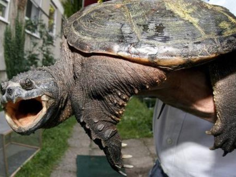 ... einst eine Schnappschildkröte im bayerischen Eichsee von Großweil. Nachdem das Tier...