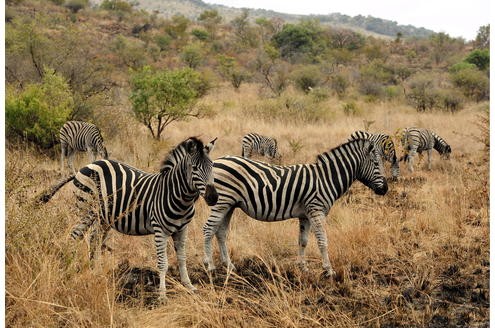 ...und die Zebras machen eine Pause.