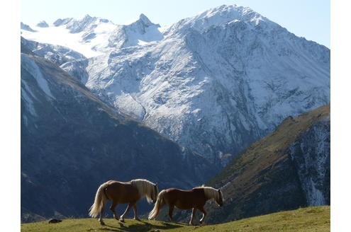 Leserkalender 2011 Gewinner Motive September: Der erste Schnee ist gefallen: Die Sonne geht auf im Venter Tal in Österreich. Die beiden Haflinger sind früh auf den Beinen, denn nur noch für kurze Zeit werden sie grüne Wiesen finden. Foto: Alice Kahn