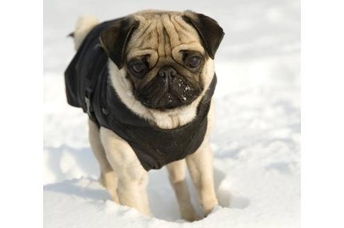 Brrr, ganz schön kalt! Da hüllen einige Hundebesitzer ...