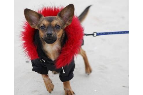 ... sogar ihre Vierbeiner in flauschige Wintermäntel. Einige Tiere ...