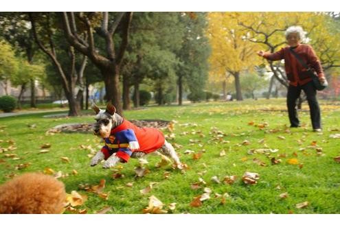 ... im Superman-Kostüm durch den Herbst.