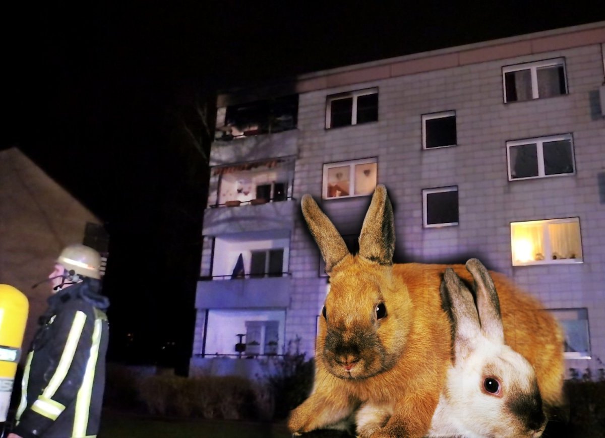20180316_Wohnungsabrand_Duisburg_Kaninchen.jpeg