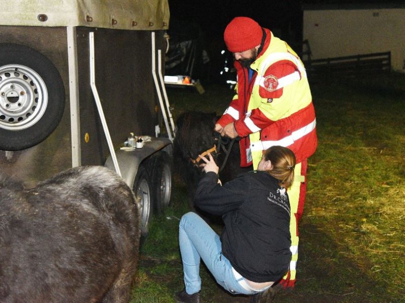 Tierretter kümmerten sich um die Tiere. Eines der Ponys musste mit Sauerstoff beatmet werden. 