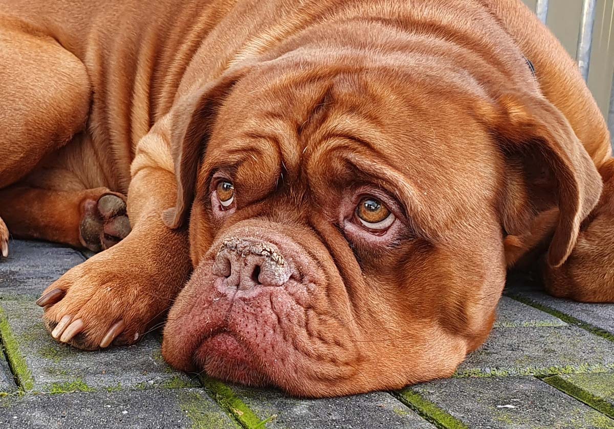 Hund Arko feiert seinen sechsten Geburtstag im Tierheim – für viele herzzerreißend, für einen unverständlich. (Symbolbild)