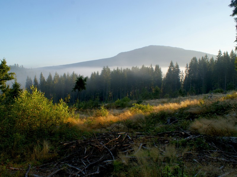 Ein Klassiker unter den deutschen Nationalparks: der Bayerische Wald. Er lockt vor allem Wanderer an.   