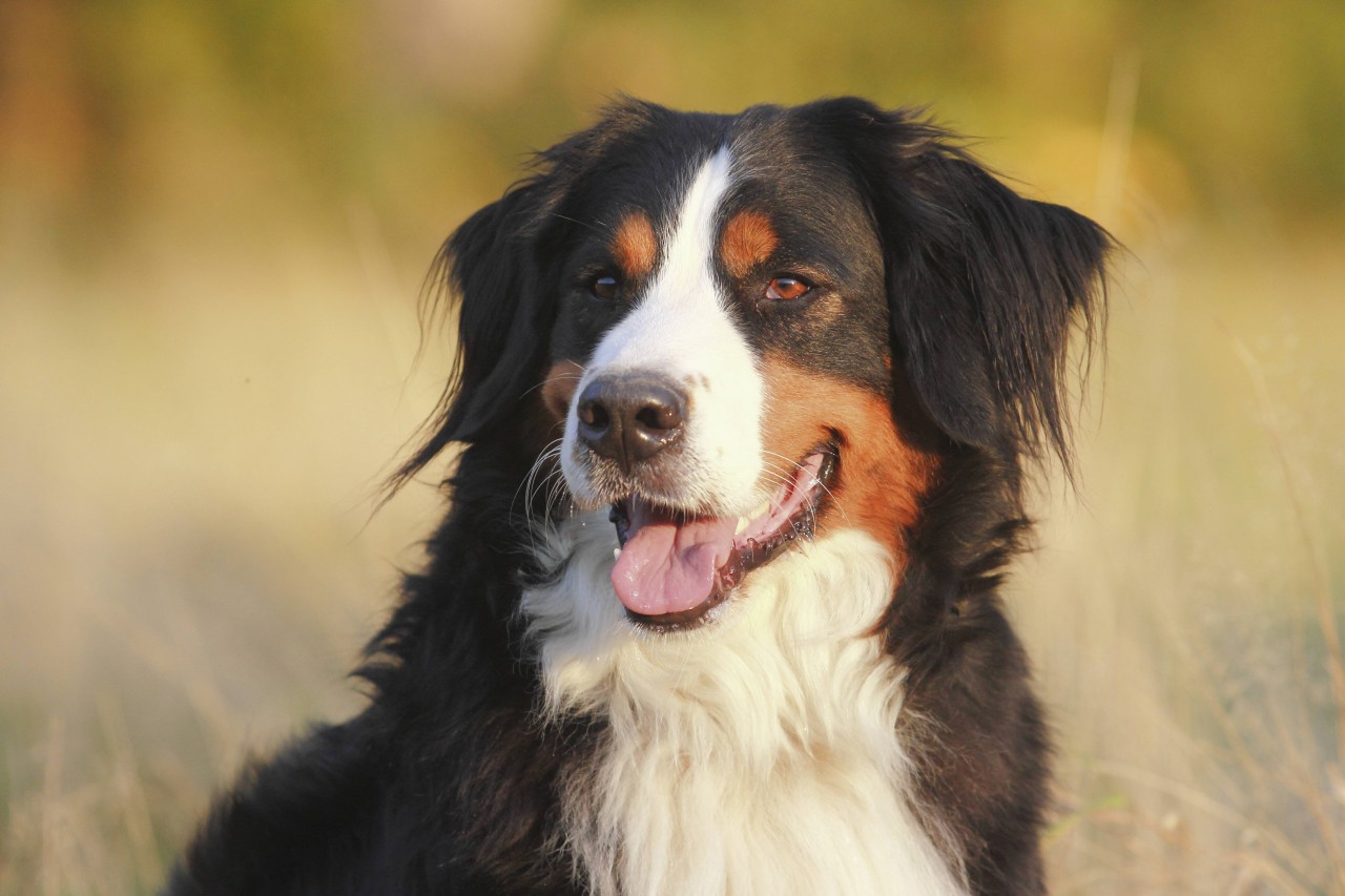 Berner Sennenhunde sind gerne draußen. (Symbolbild)