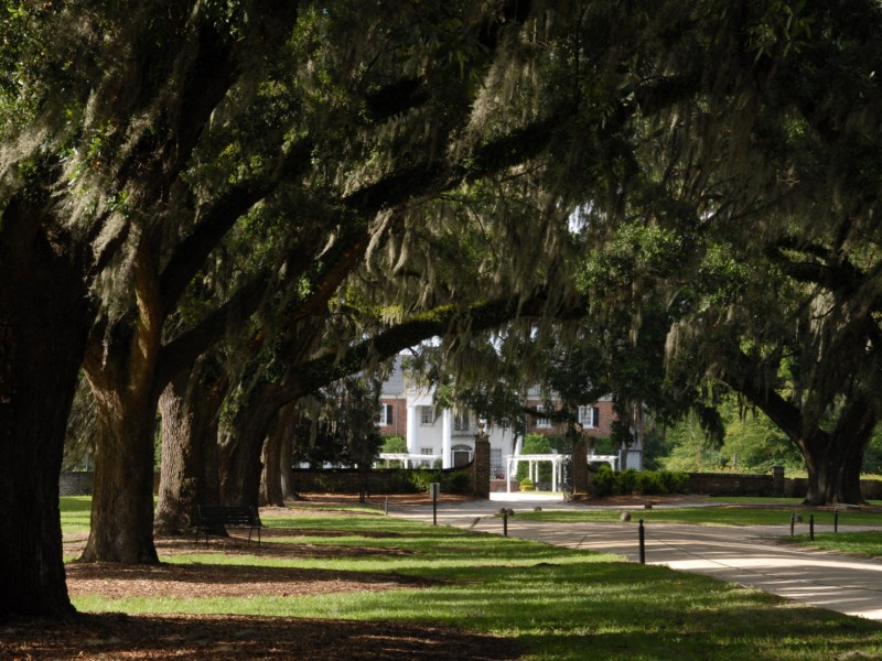 Bekannt aus «Fackeln im Sturm»: Die Allee der Boone Hall Plantation gehört zu den bekanntesten Attraktionen im Raum Charleston.