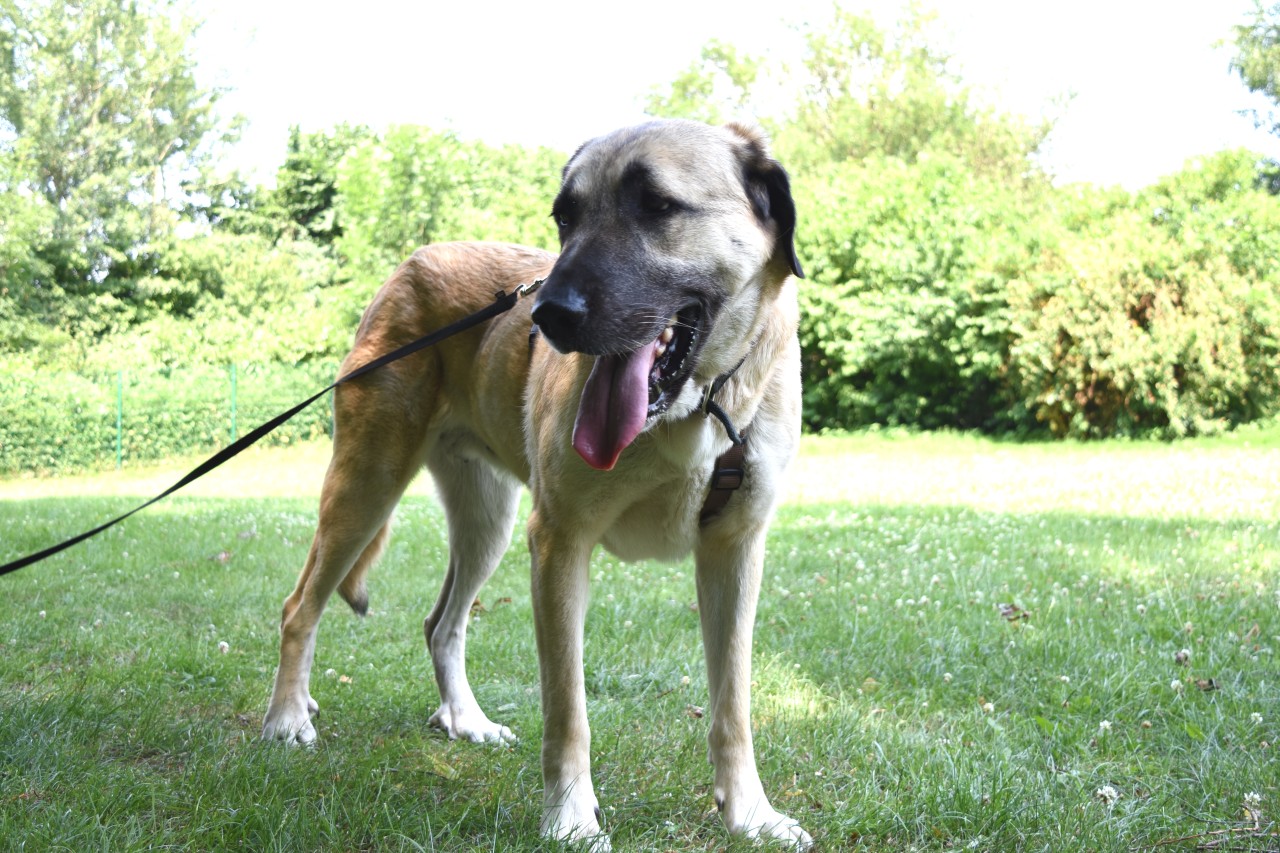 Kangal-Dame Cena (6) lebt schon lange im Tierheim.