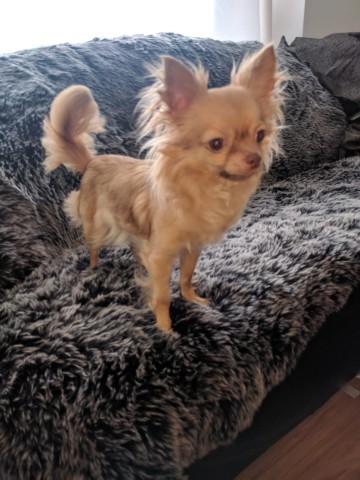 Hast du diesen Chihuahua gesehen? Er ist einer der beiden gestohlenen Hunde