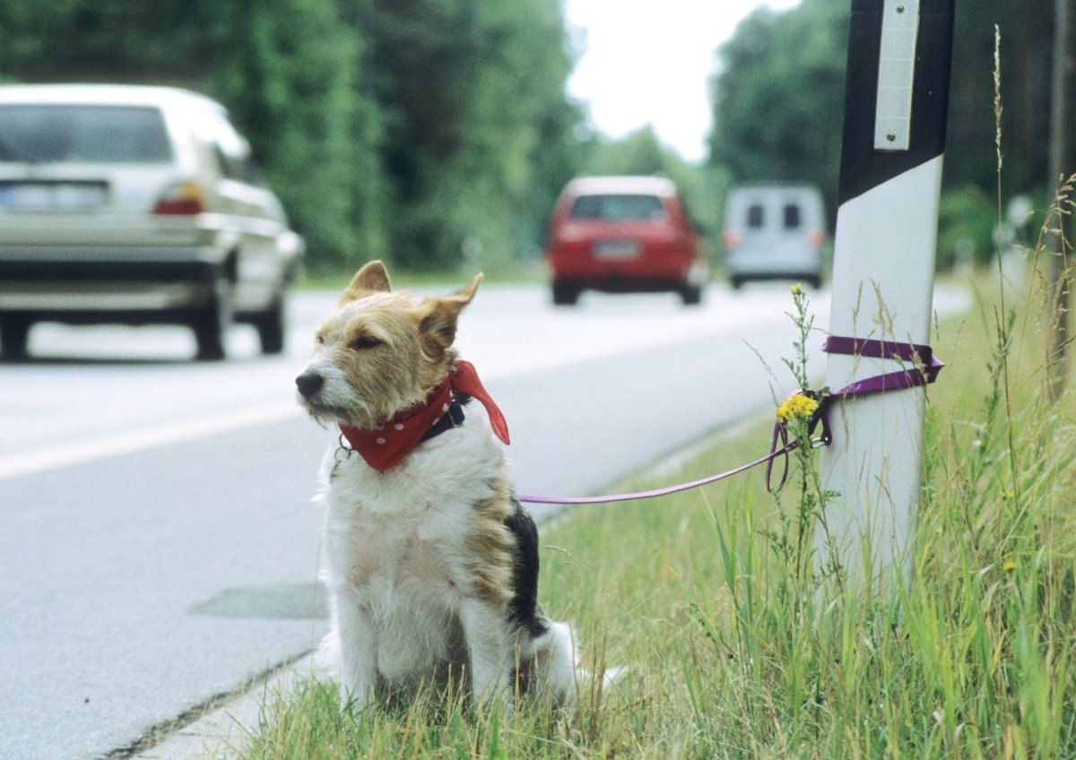 Dortmund-Hund-ausgesetzt