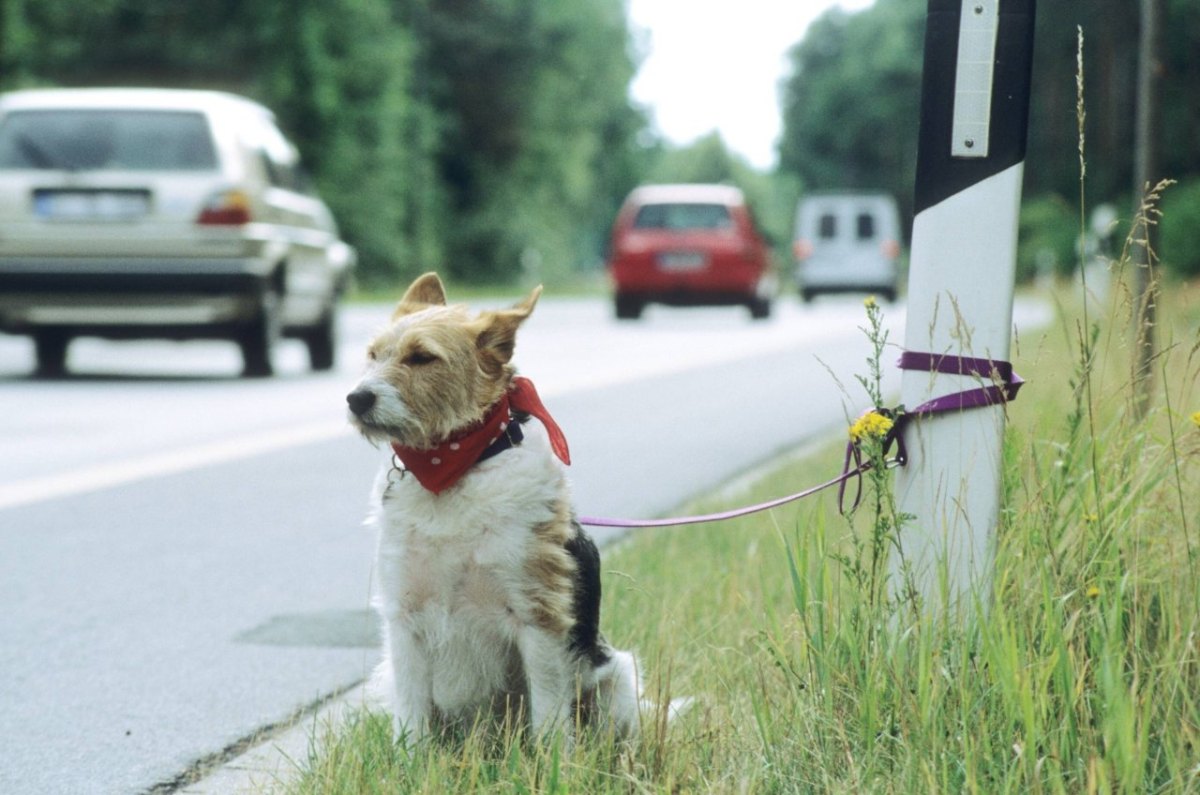 Dortmund-Hund-ausgesetzt