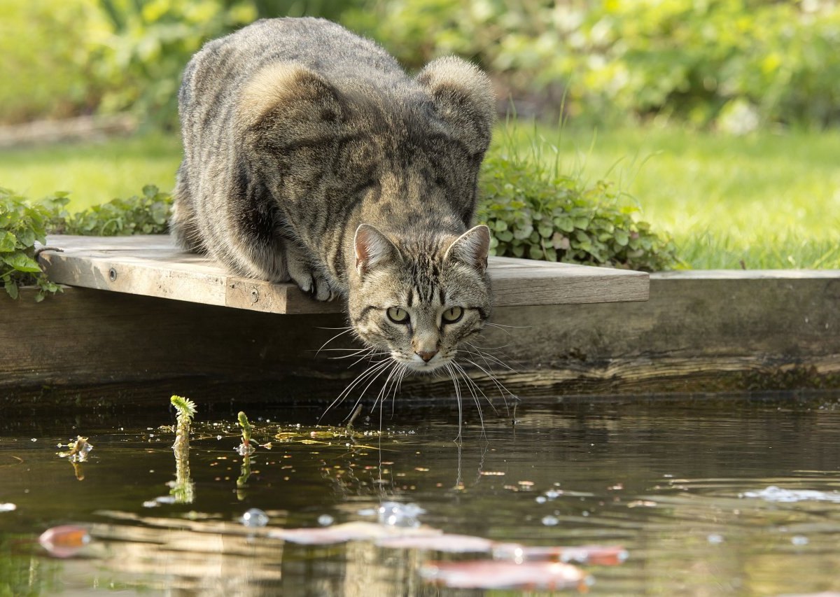 Dortmund Katze.jpg