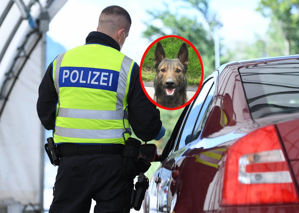 Dortmund-Spürhund.jpg