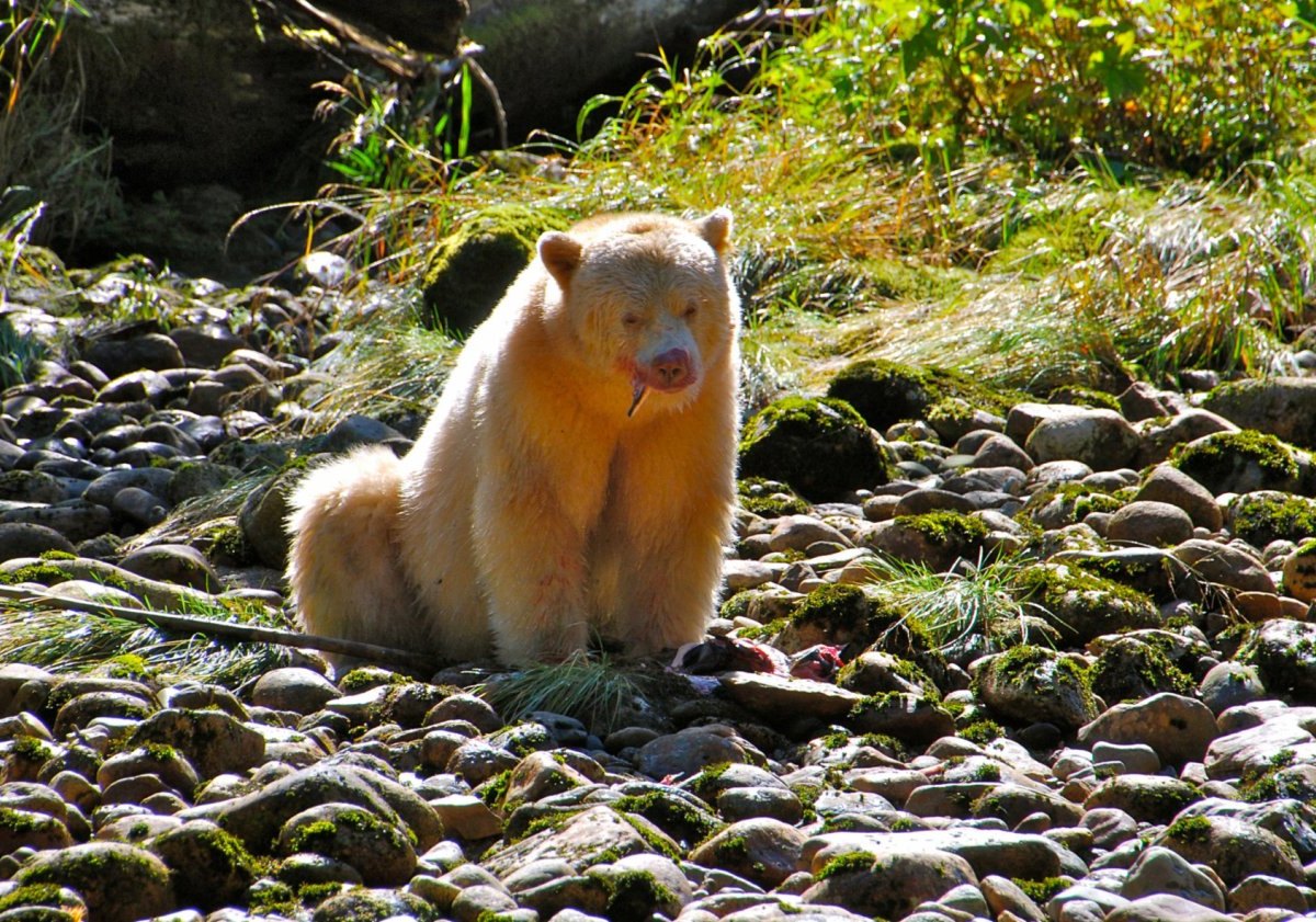 Geisterbär im Regenwald.jpg