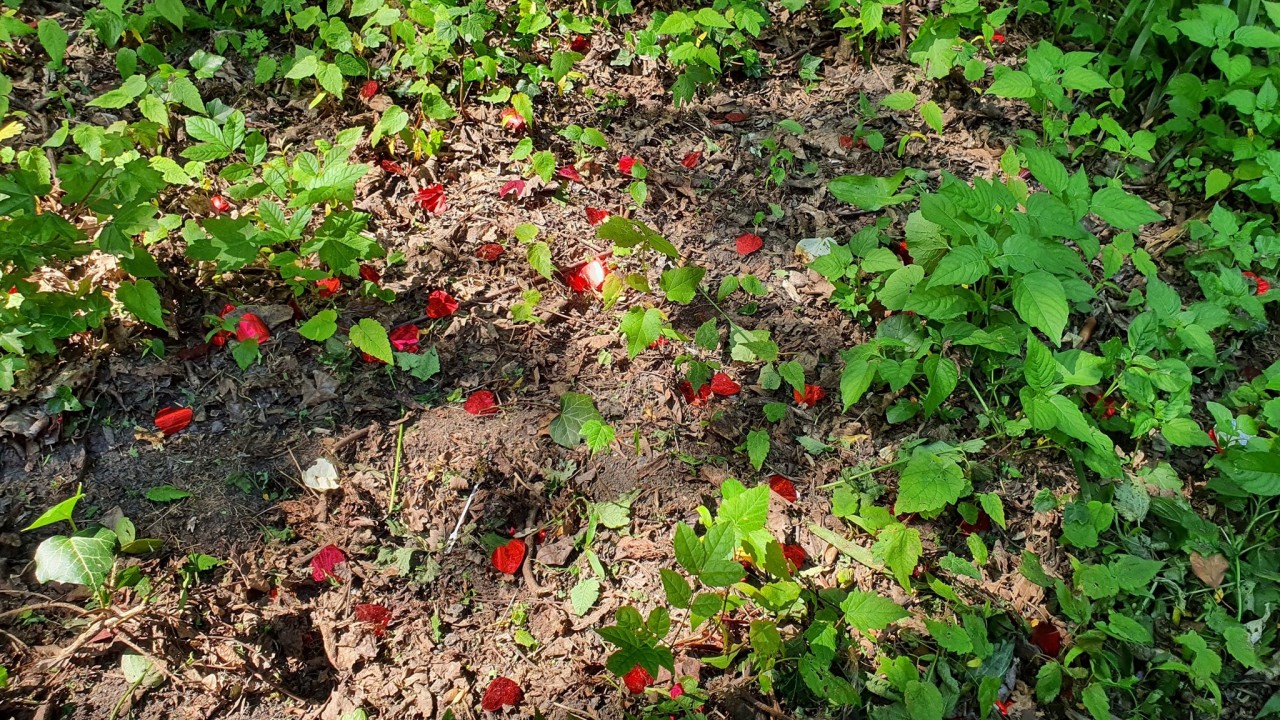 Die Glitzerherzchen sind in dem Park in Dortmund verteilt - mitten in der Natur!