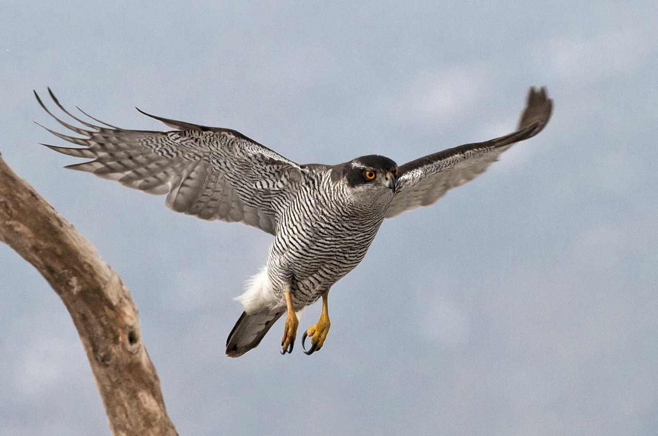 Der Habicht wurde vom Naturschutzbund als „Vogel des Jahres 2015“ ausgerufen. Alle Greifvögel sind in Deutschland streng geschützt.