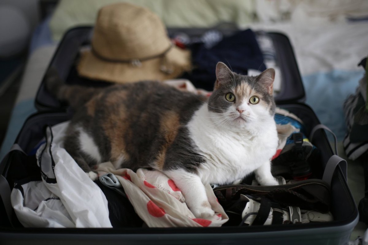 Haustier_Urlaub.jpg