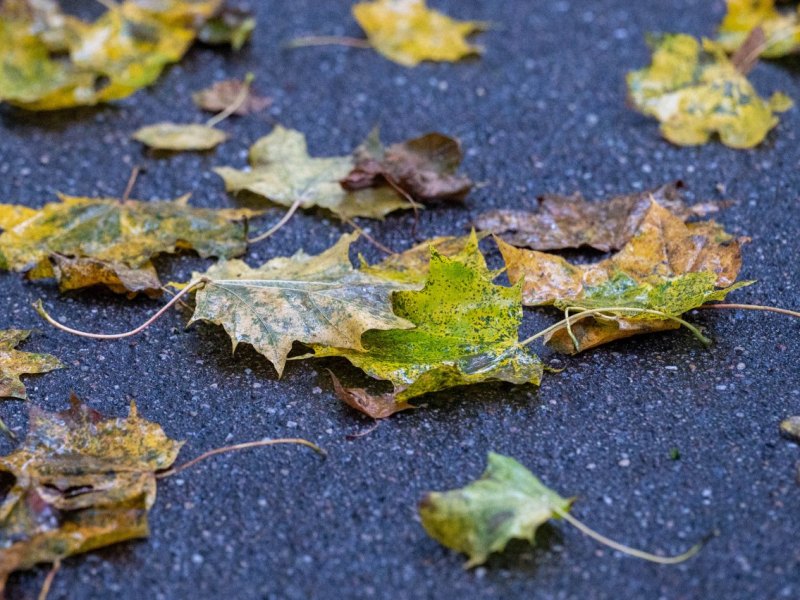 Herbst.jpg