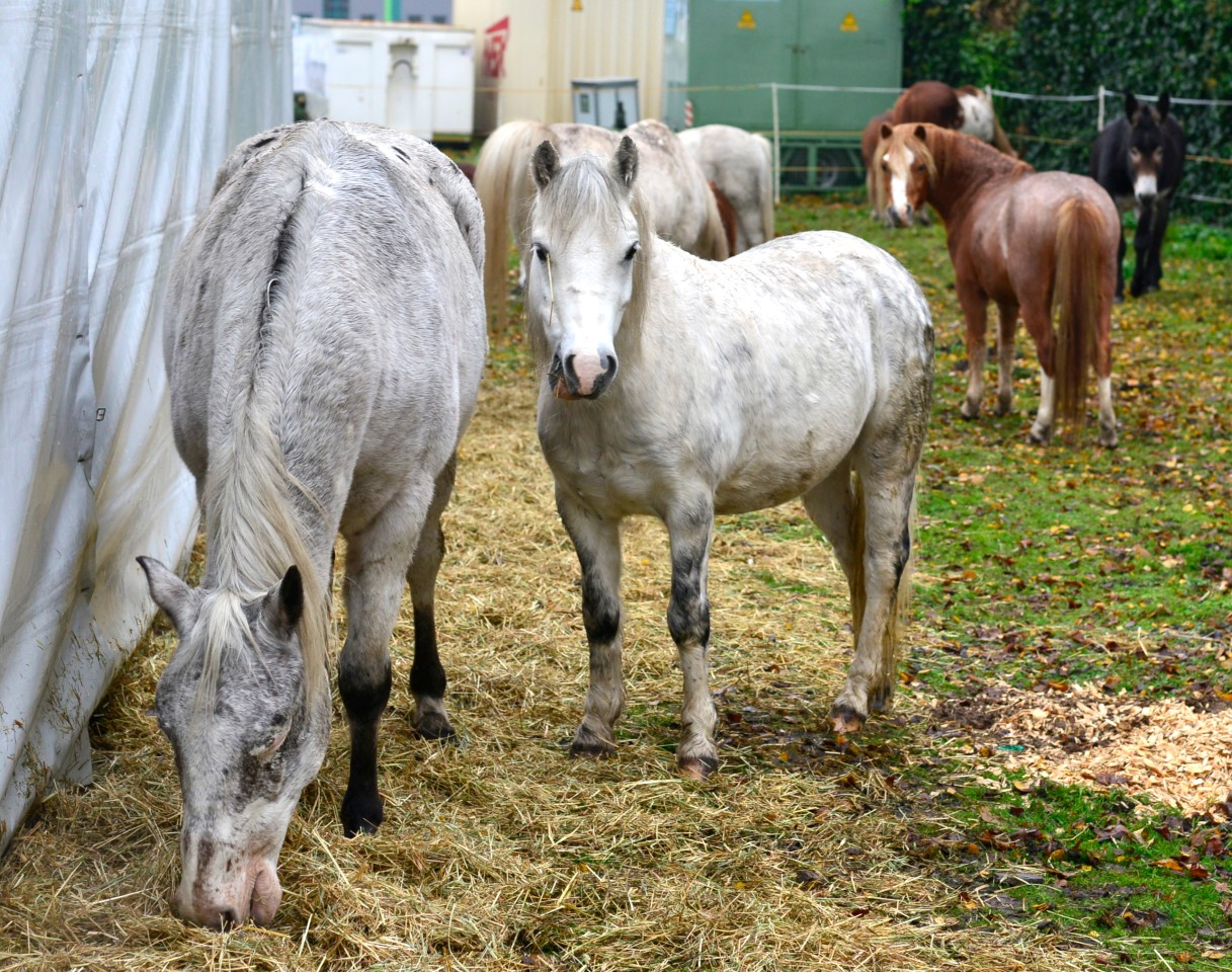 Stefan Kaiser bietet Ponyreiten auf dem Cranger Weihnachtszauber an.