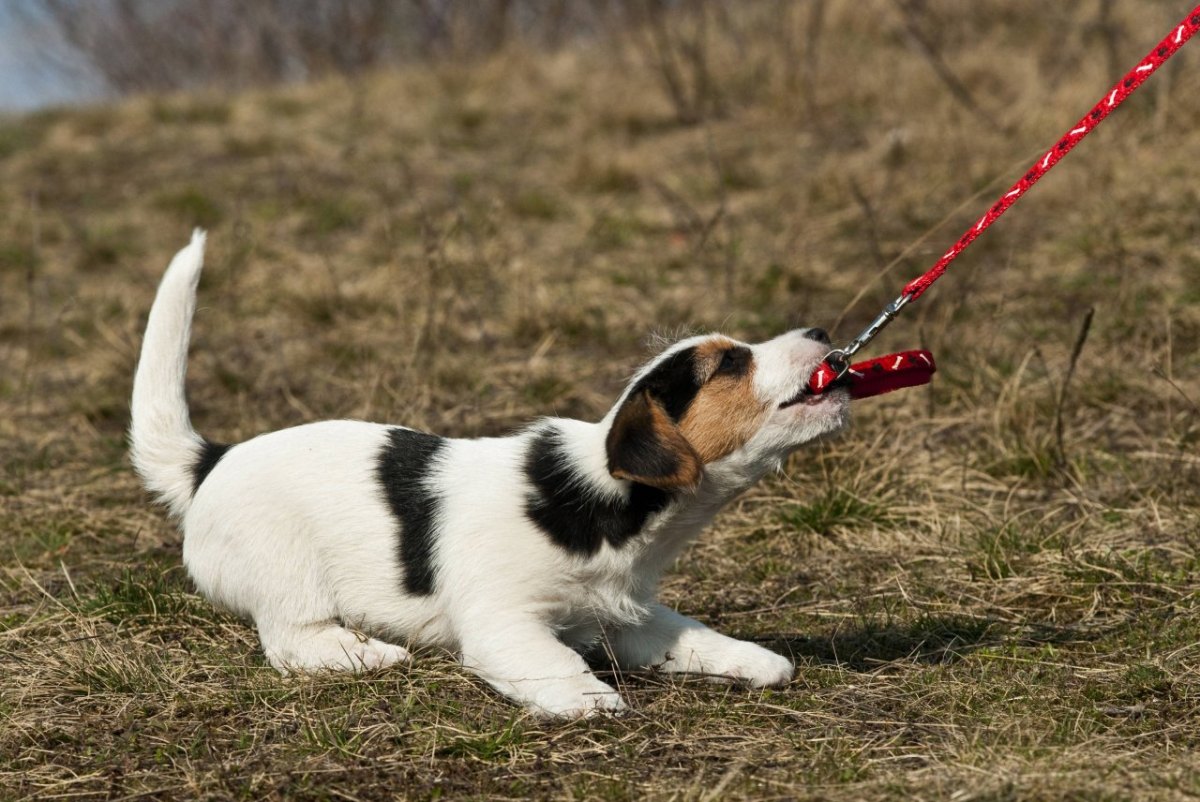 Hund.jpg