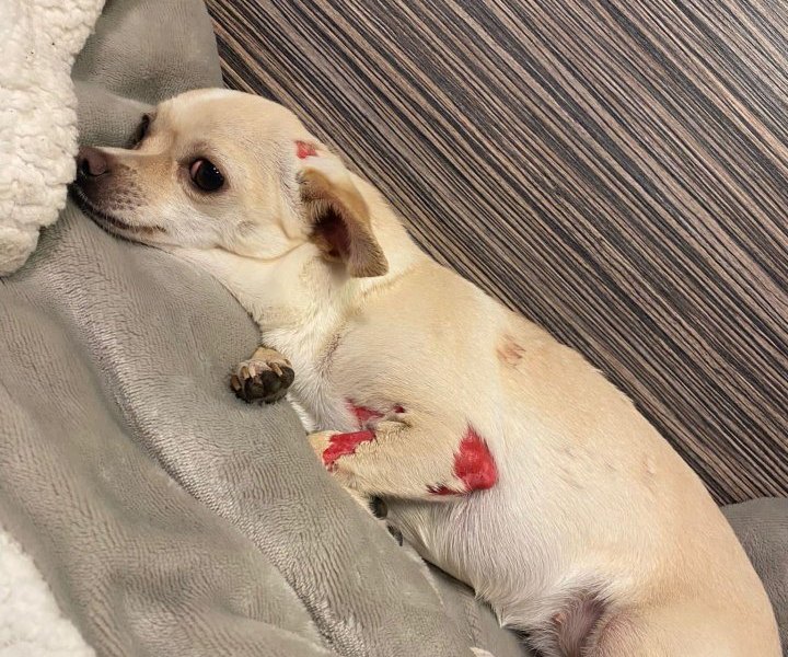 Hund.jpg