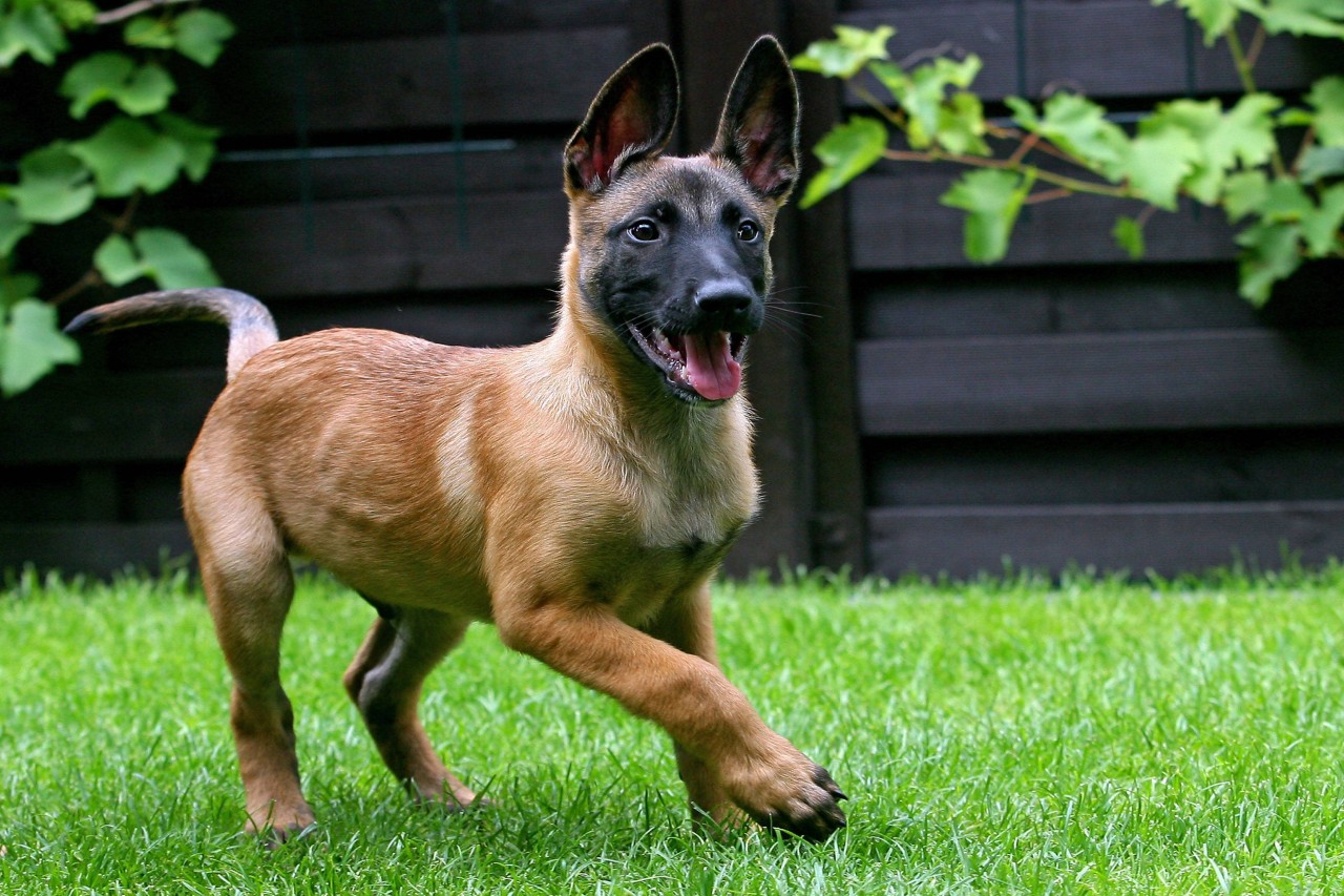 Hund: Die Halterin hat nicht genug Geld, um „Jaxx“ Operation zu bezahlen. (Symbolbild)