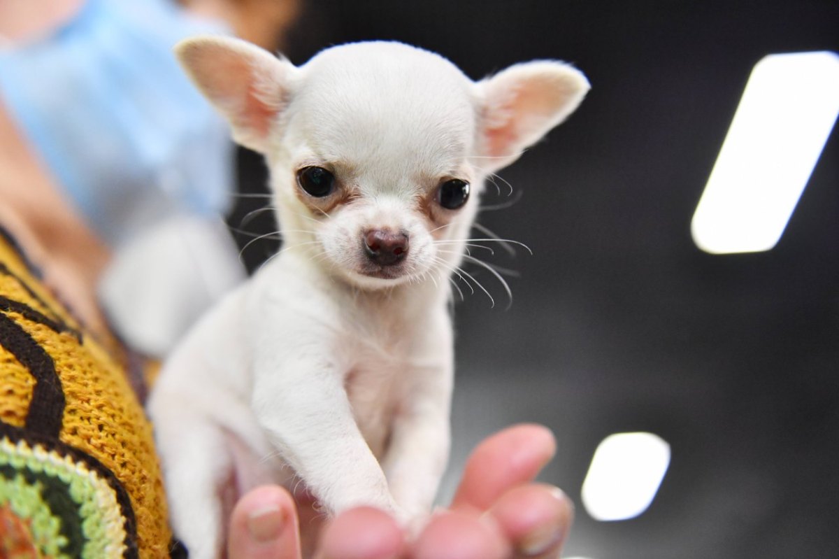 Hund-Chihuahua.jpg