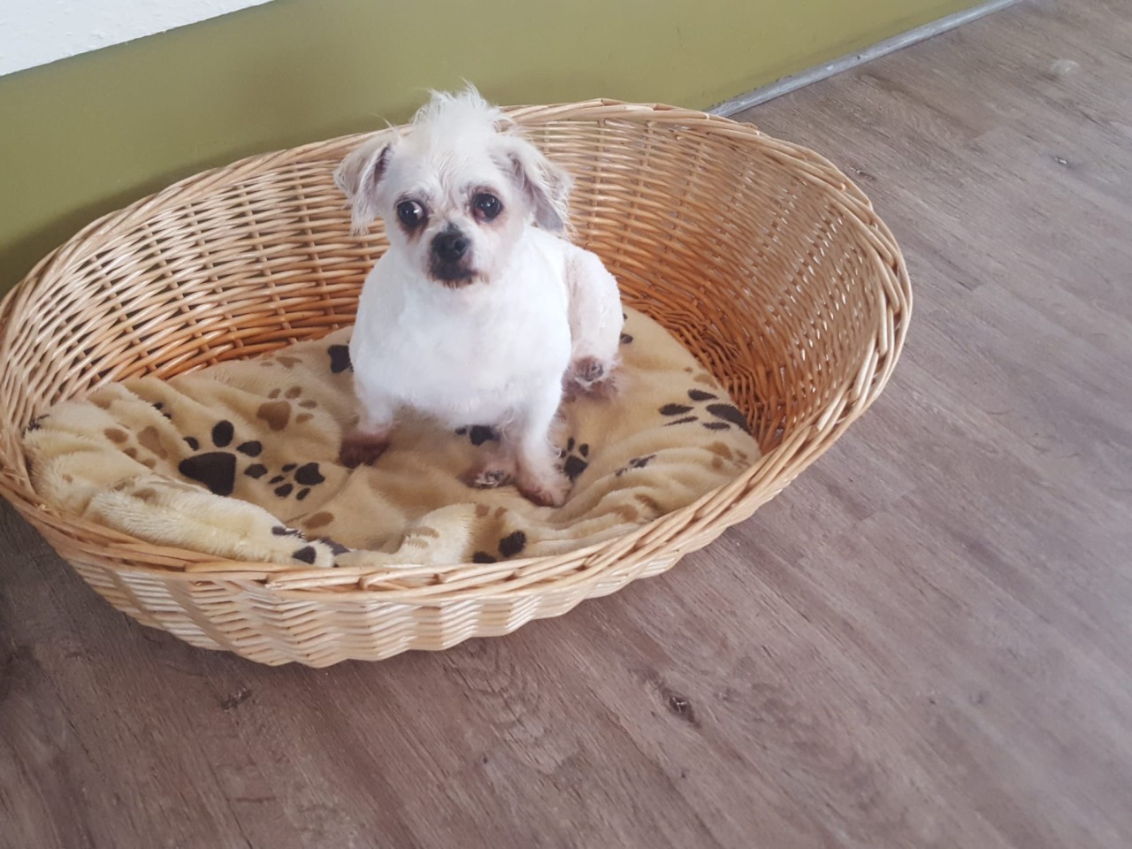 Ein Hund in Dortmund hat Tierschützern Sorgen bereitet. 