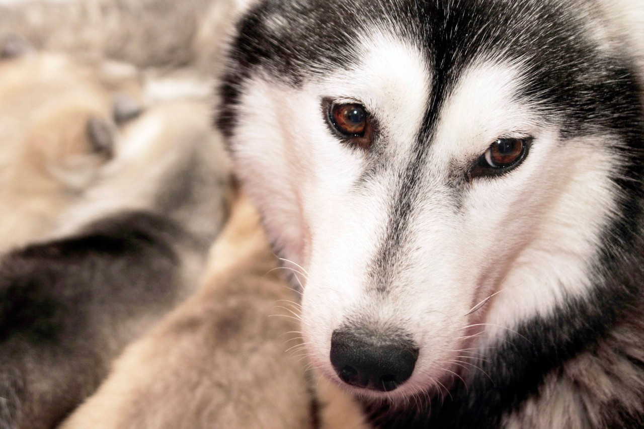 Der Rasse Husky gehört auch Ylvi aus Dortmund an. (Symbolbild)