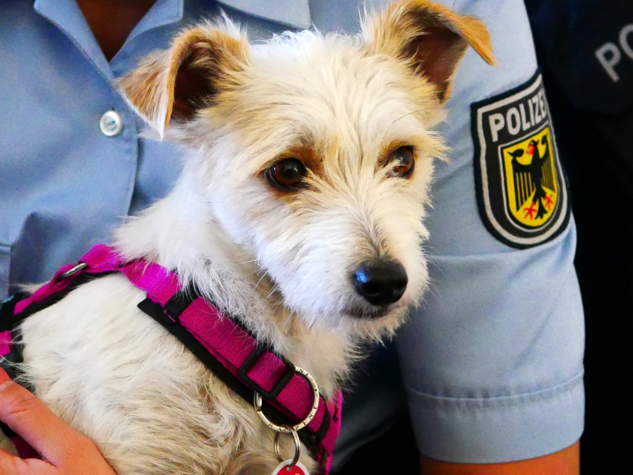 Hündin Zoe hielt die Polizei in Münster auf Trab.