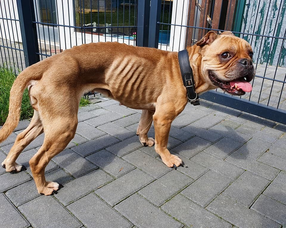 Hund in NRW: Boo wurde in einem entsetzlichem Zustand im Tierheim Moers abgegeben. (Archivbild)