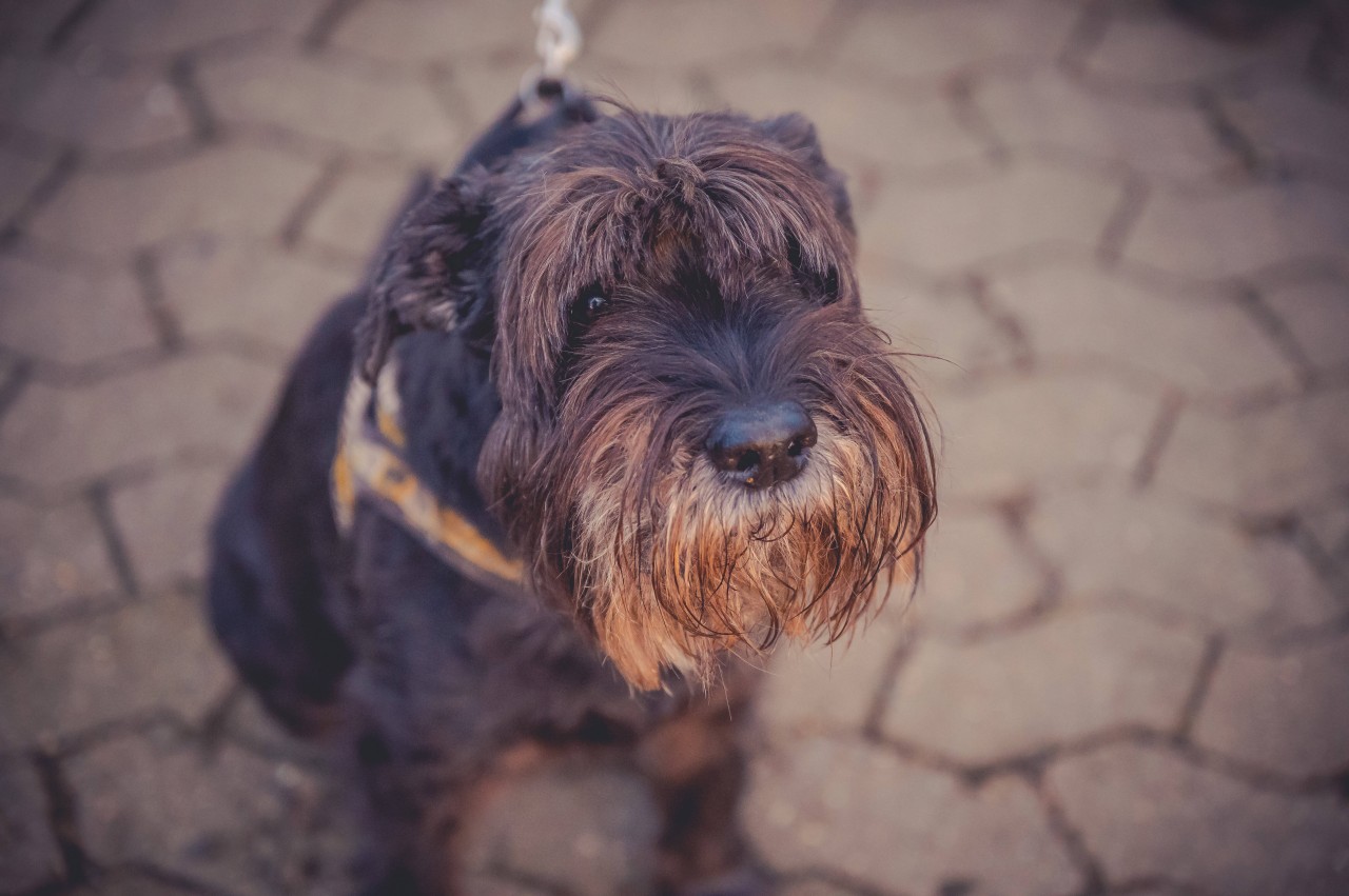 Ein Hund in NRW wurde von einem Halter zum nächsten weitergereicht. (Symbolbild)