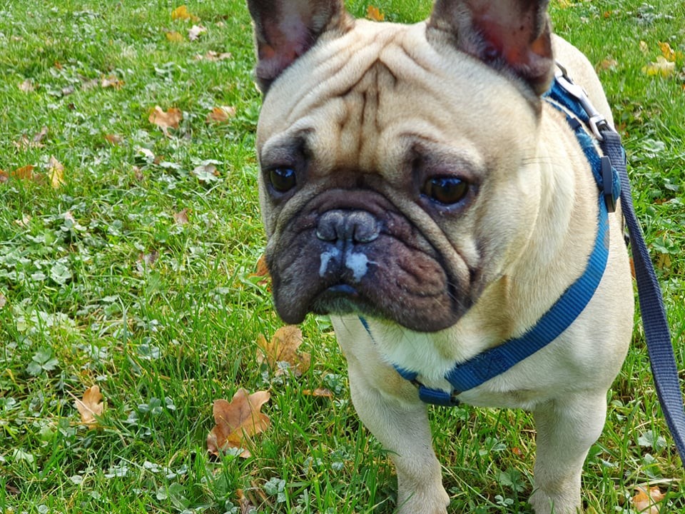 Hund Pumba aus NRW leidet im Tierheim.