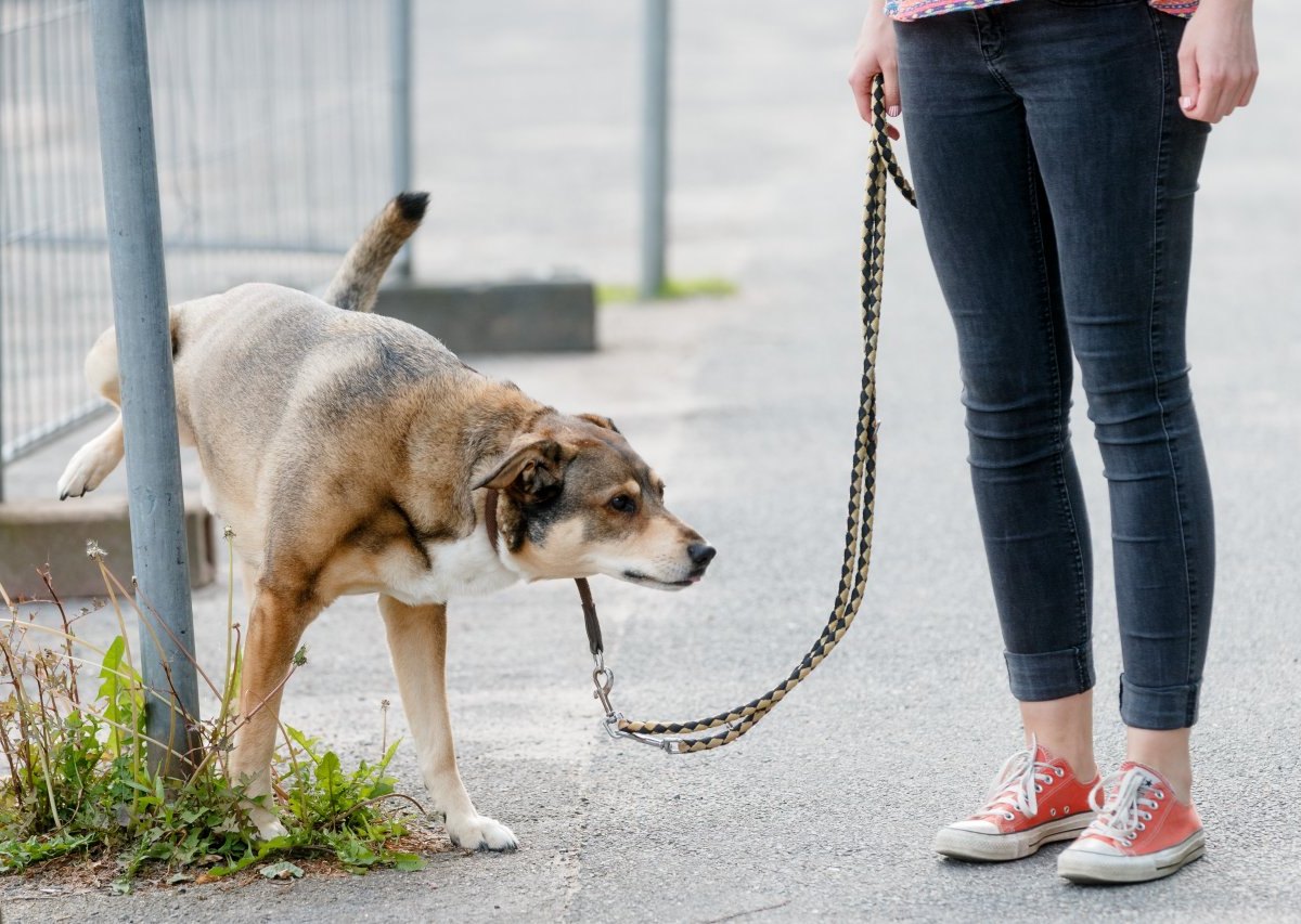 Hund-Urin.jpg