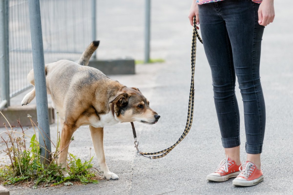 Hund-Urin.jpg